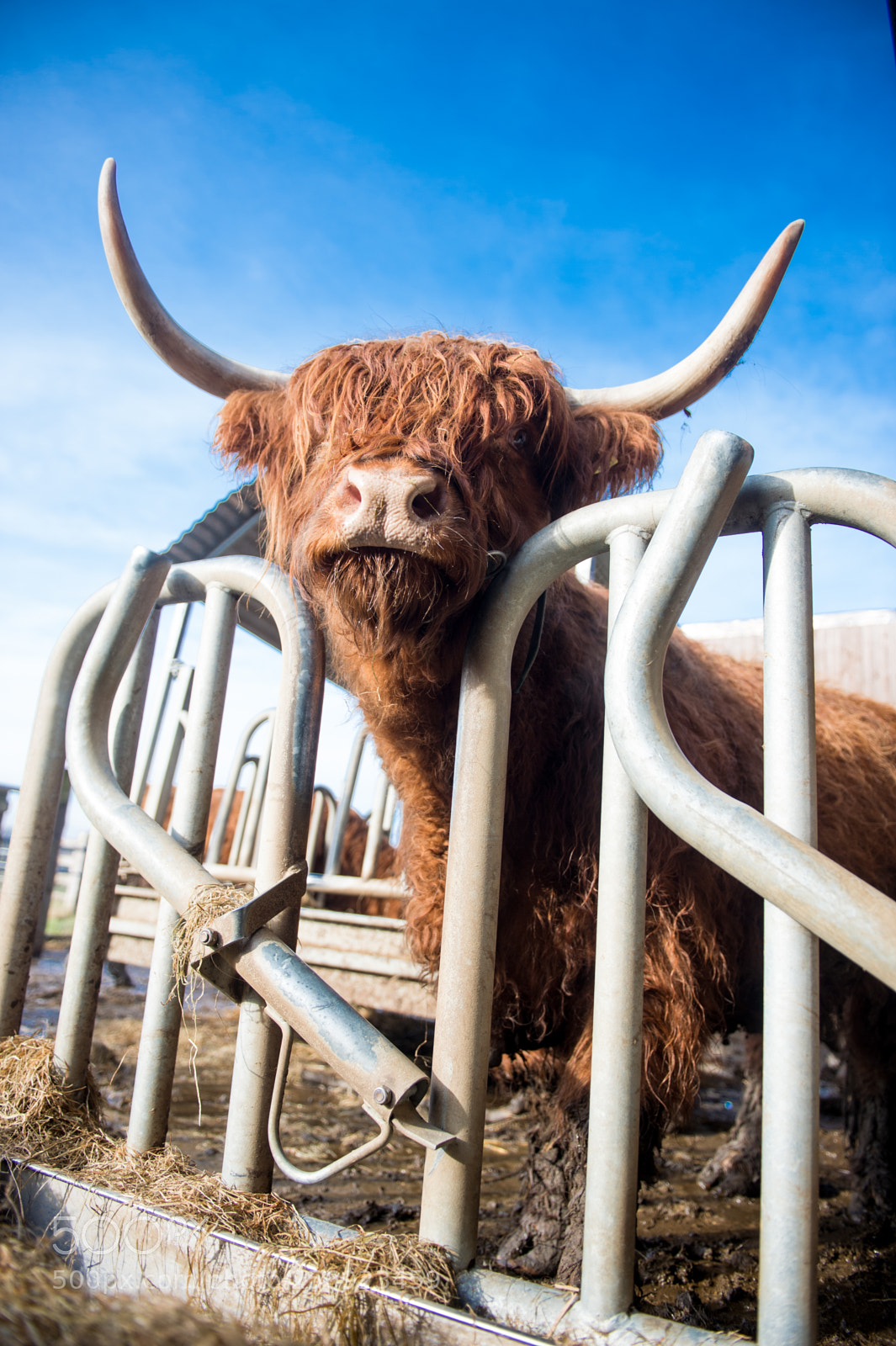 Nikon D4 sample photo. Scottish highland cattle photography