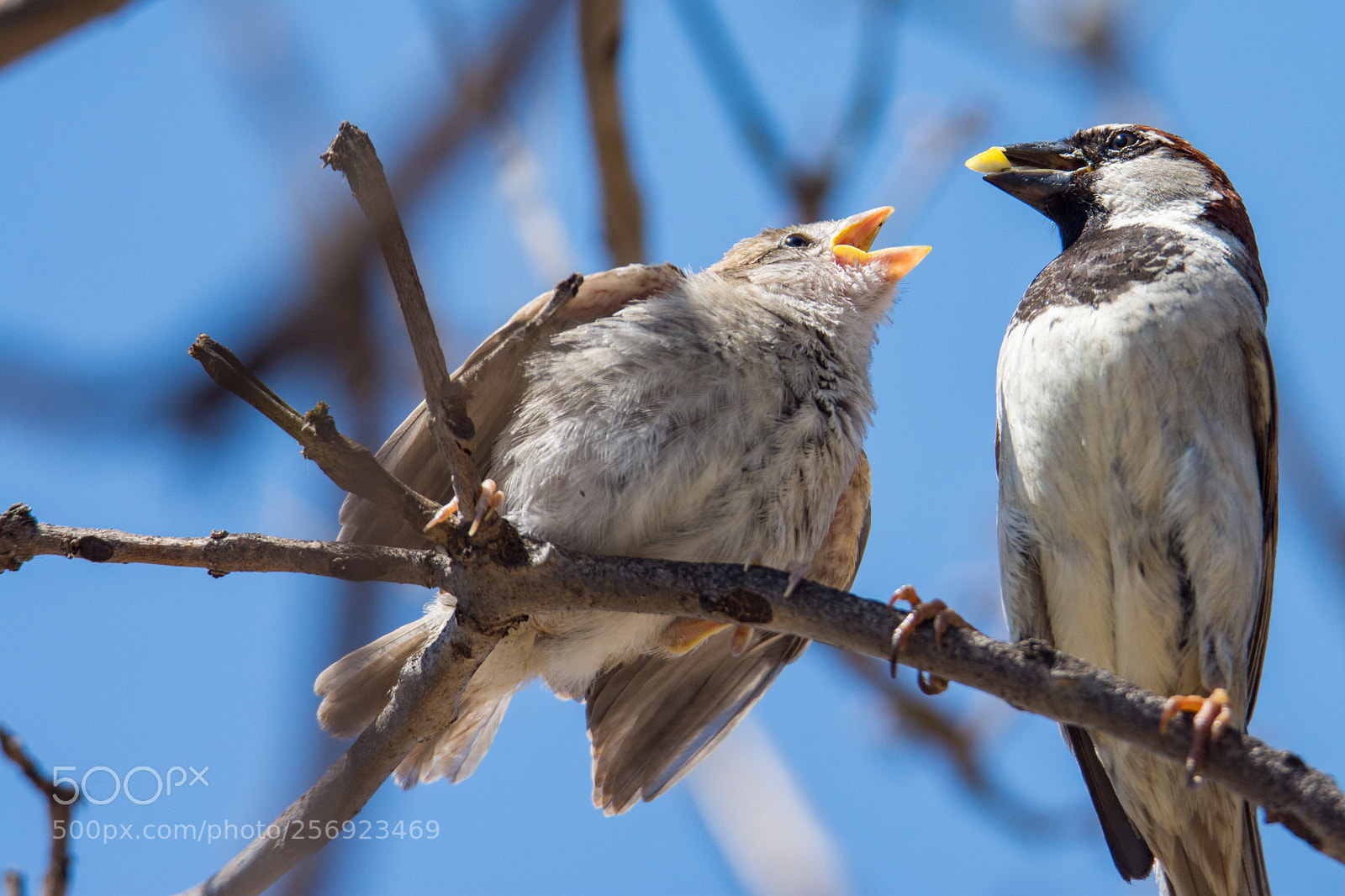 Nikon D7200 sample photo. Feeding time...open wide! photography