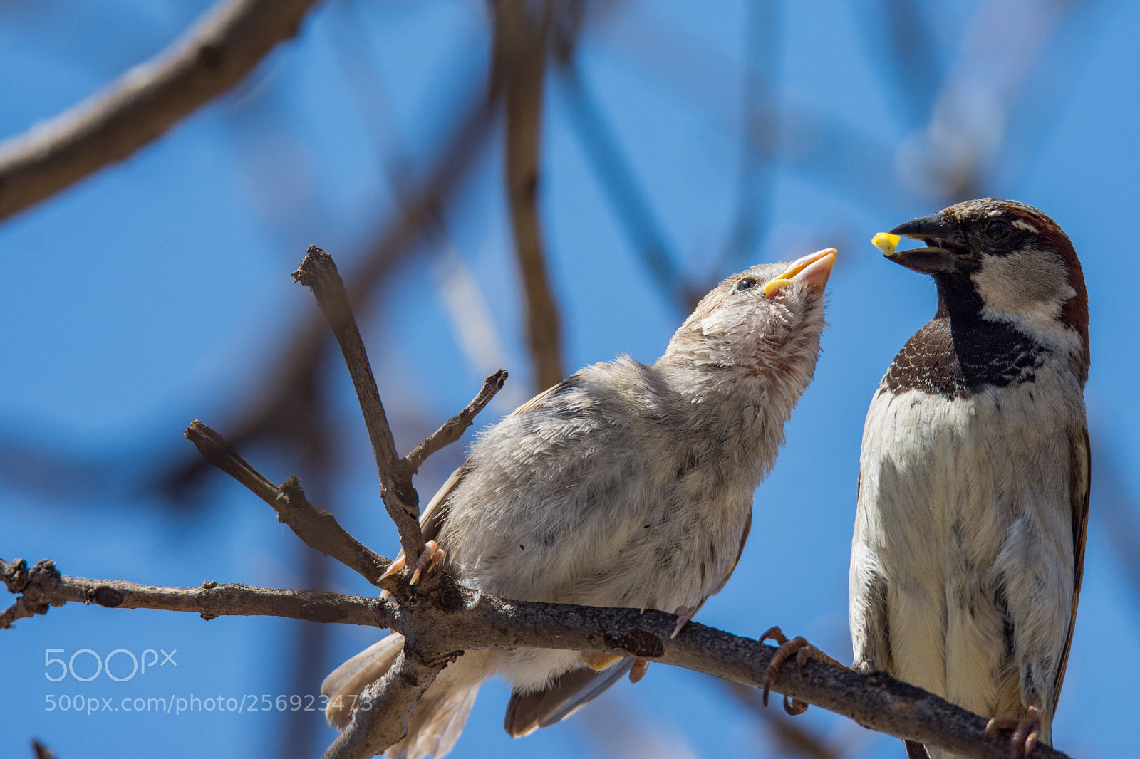 Nikon D7200 sample photo. Feeding time...here it is photography