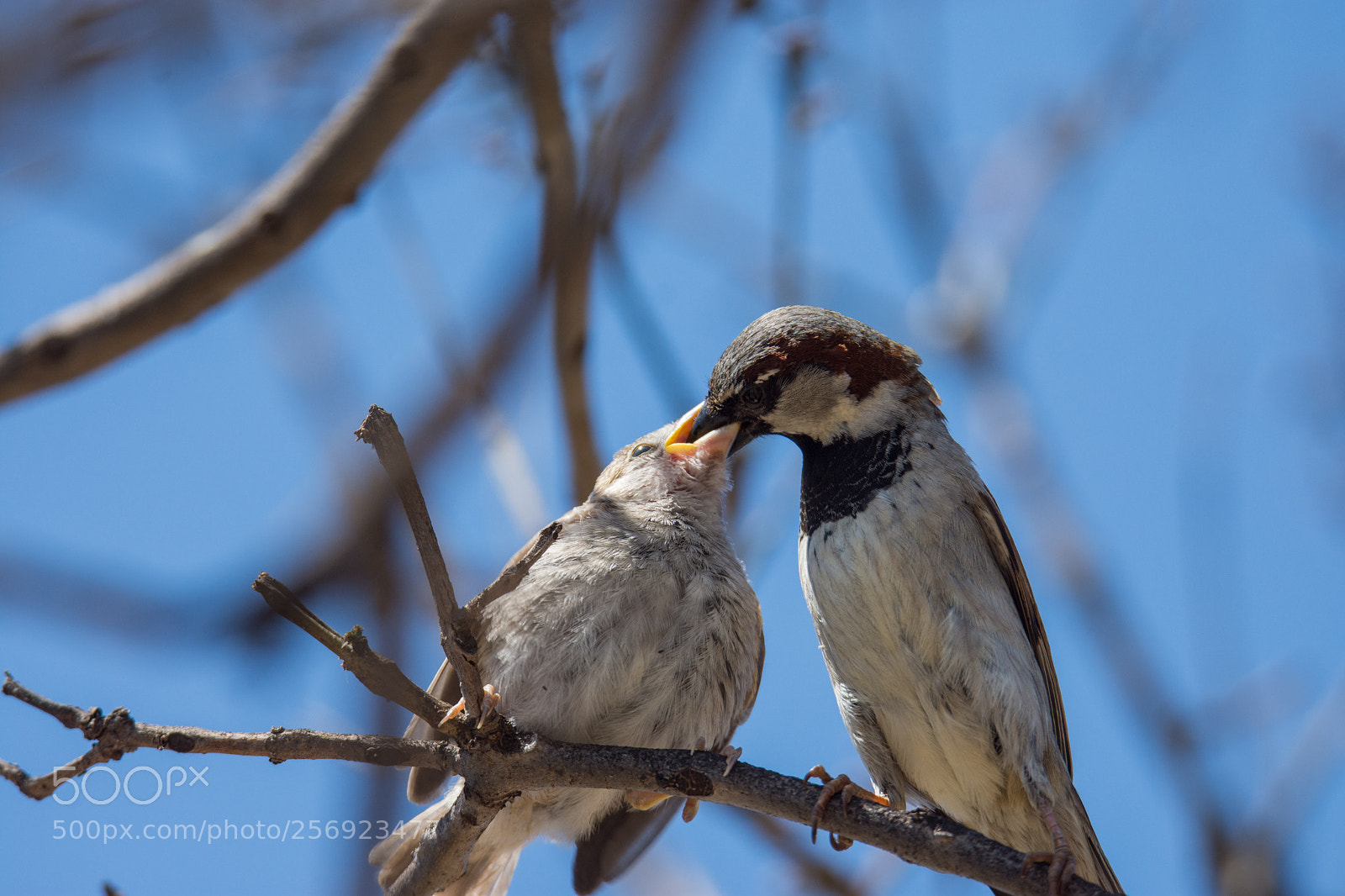 Nikon D7200 sample photo. Feeding time...down the hatch photography