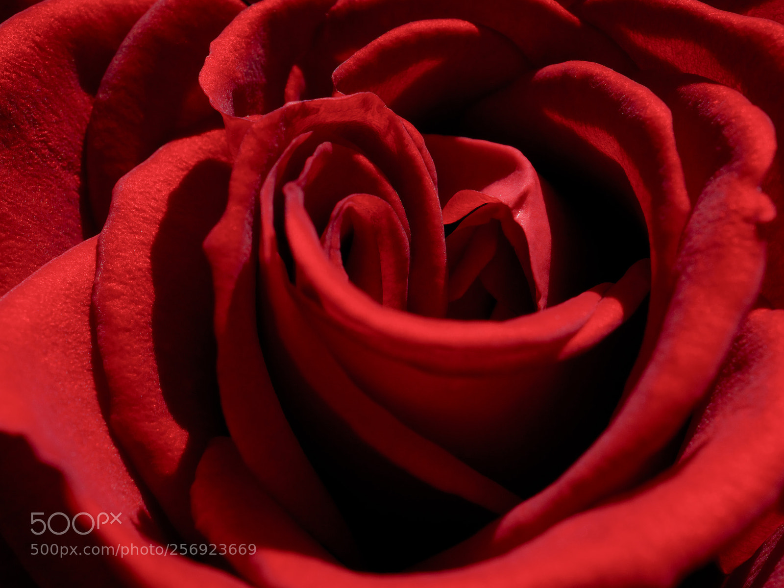 Olympus PEN-F sample photo. Red rose photography