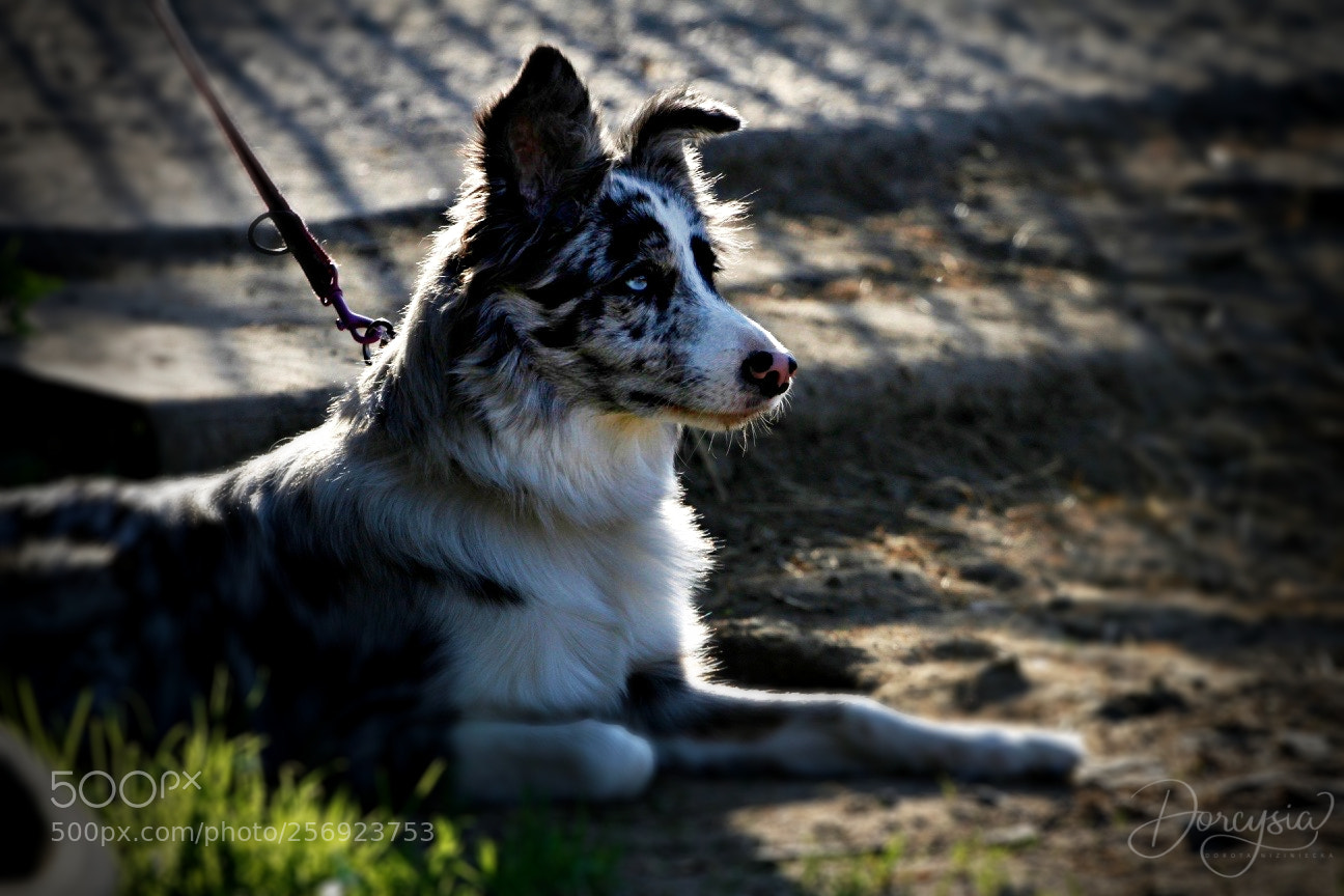 Canon EOS 7D sample photo. Chorizo border collie photography