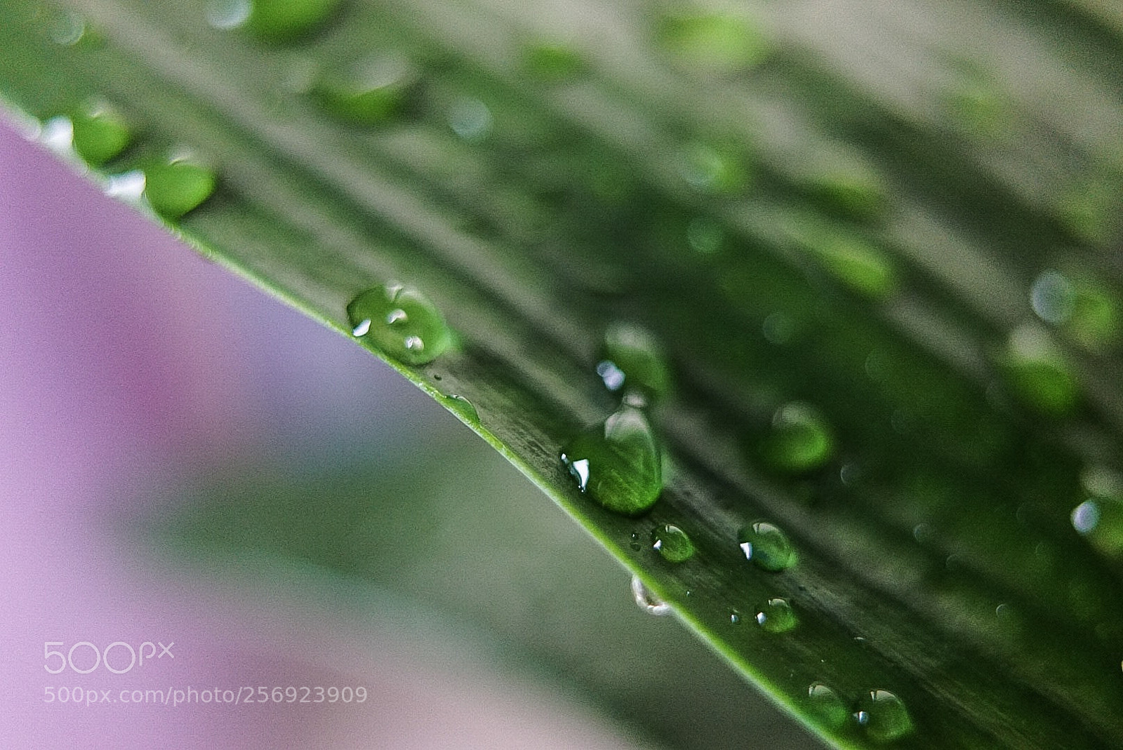 Sony a7 sample photo. Untitled photography