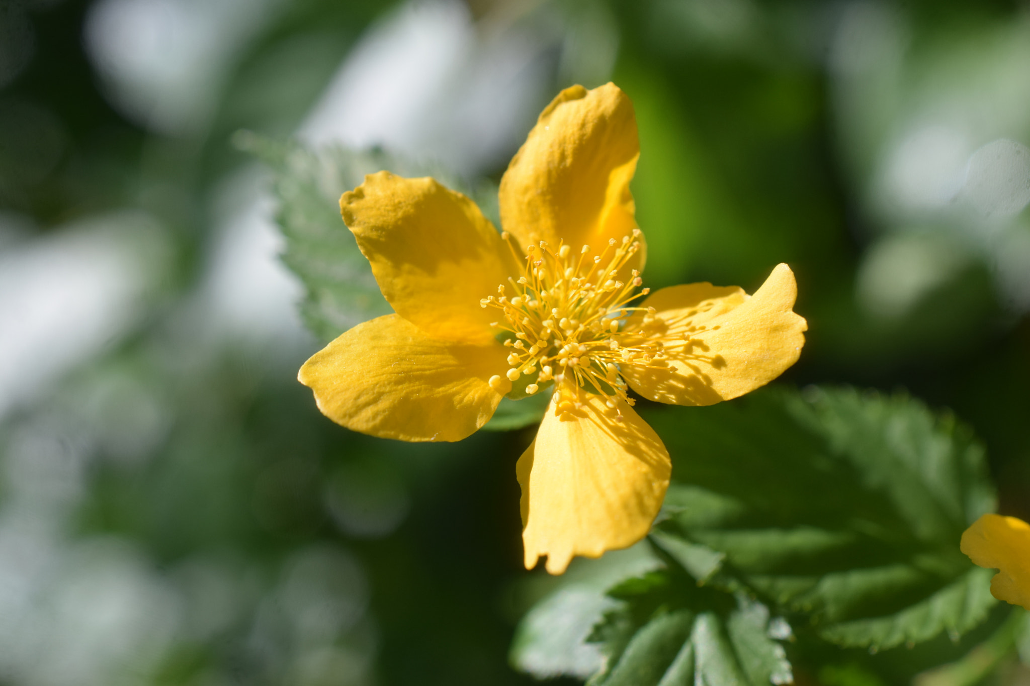 Nikon AF-S DX Micro Nikkor 40mm F2.8 sample photo. Springflower photography