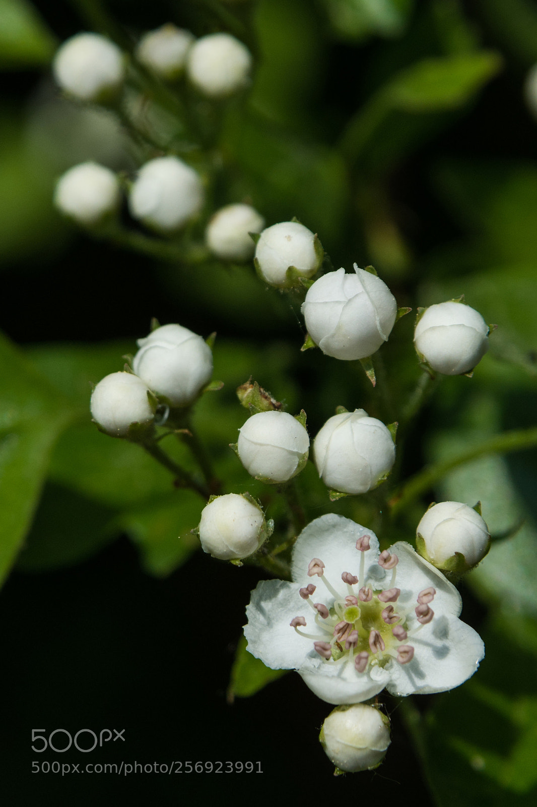 Nikon D7100 sample photo. Bloom photography