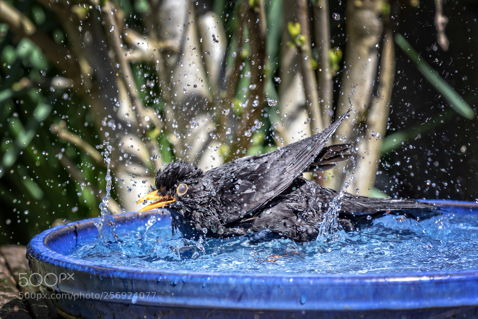 Canon EOS 7D Mark II sample photo. Blackbird´s bath photography