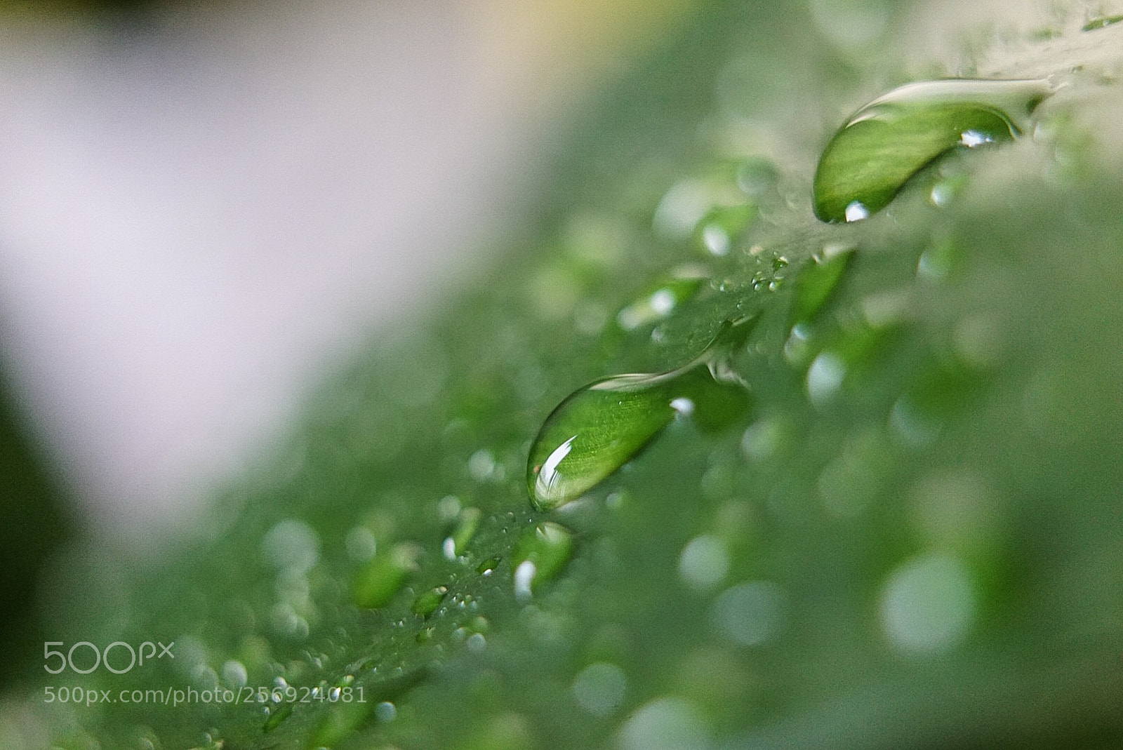 Sony a7 sample photo. Untitled photography