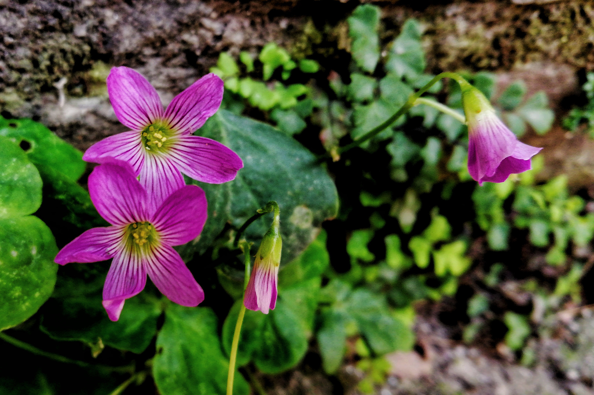 HUAWEI nova 2i sample photo. Oxalis violacea photography