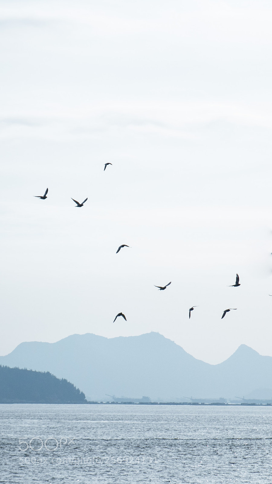 Canon EOS 70D sample photo. 千山鸟飞 photography
