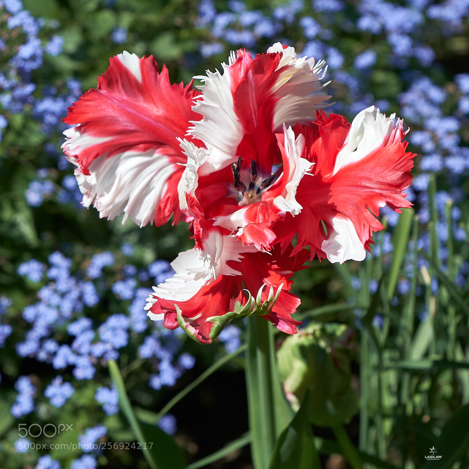 Fujifilm X-T2 sample photo. Tulips iii photography
