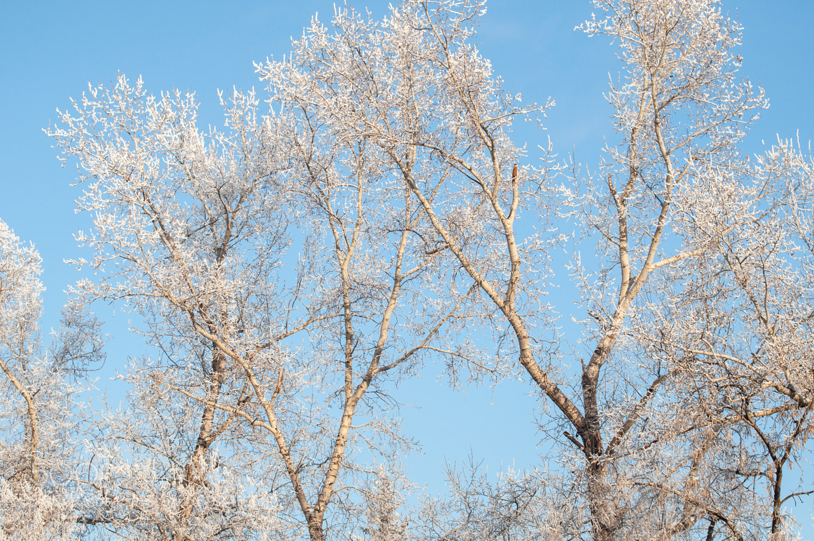 Nikon D5000 sample photo. Tropics vs siberia photography