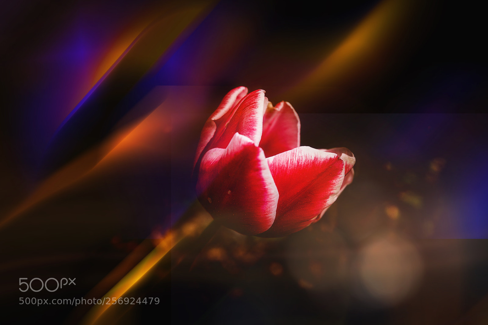 Nikon D4 sample photo. Light tulip photography
