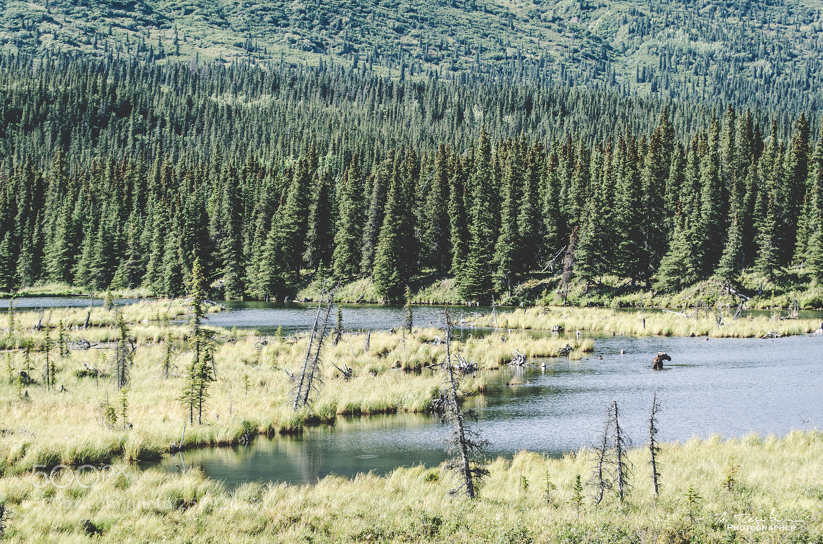 Nikon D5100 sample photo. Along the denali highway photography