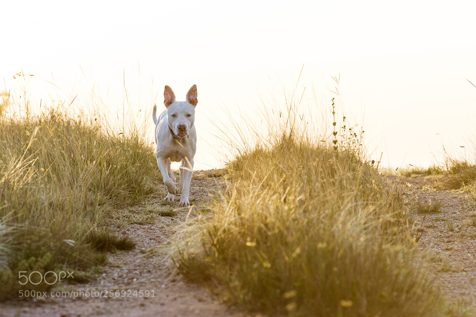 Nikon D7100 sample photo. Maggie photography