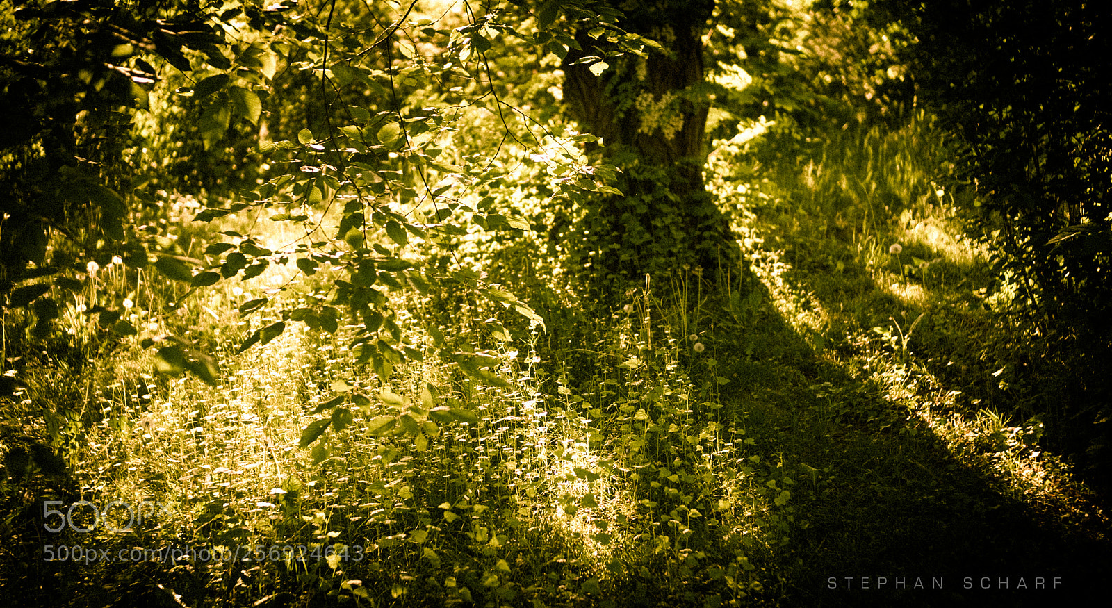 Fujifilm X-T10 sample photo. Sun through leaves photography