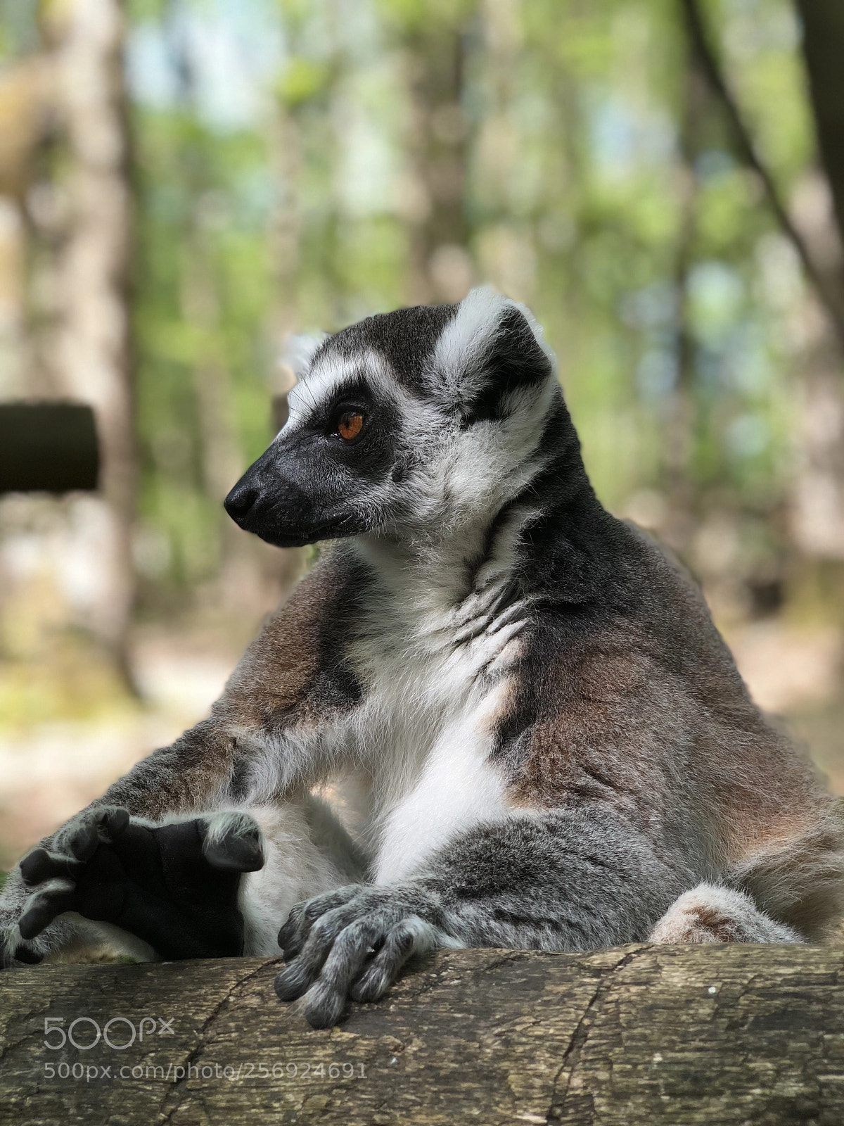 Apple iPhone X sample photo. L murien parc zoologique photography