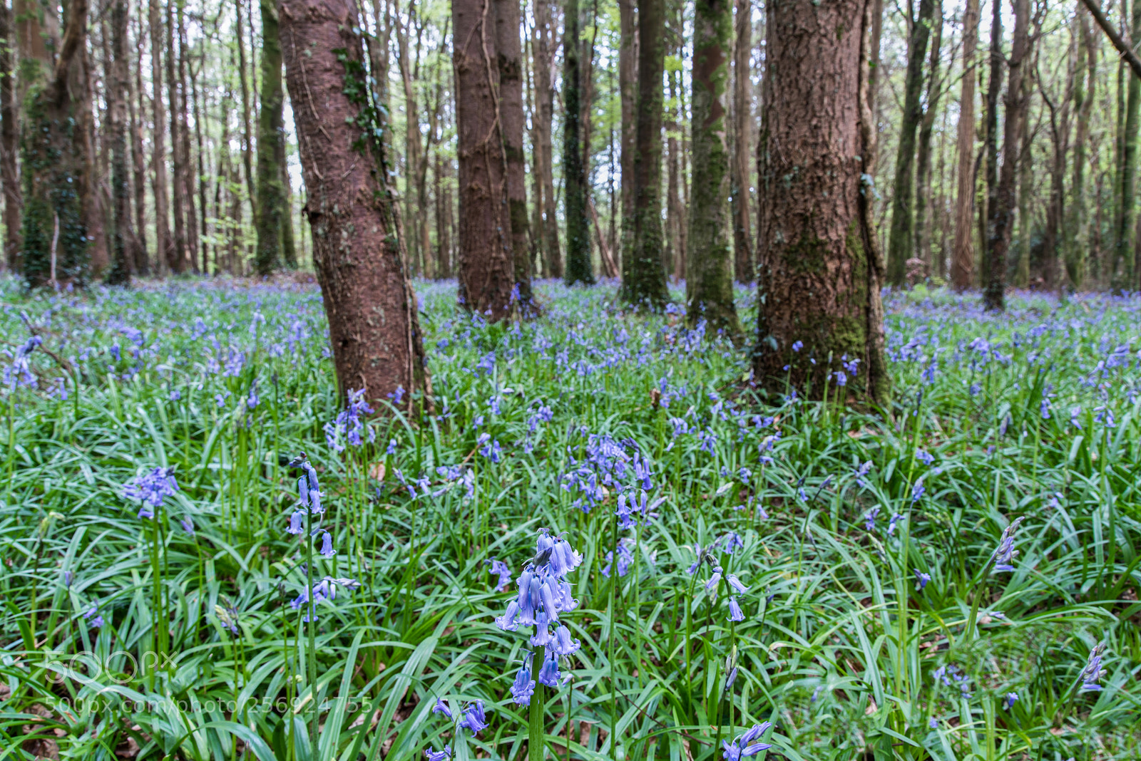 Nikon D750 sample photo. Bluebell woods photography