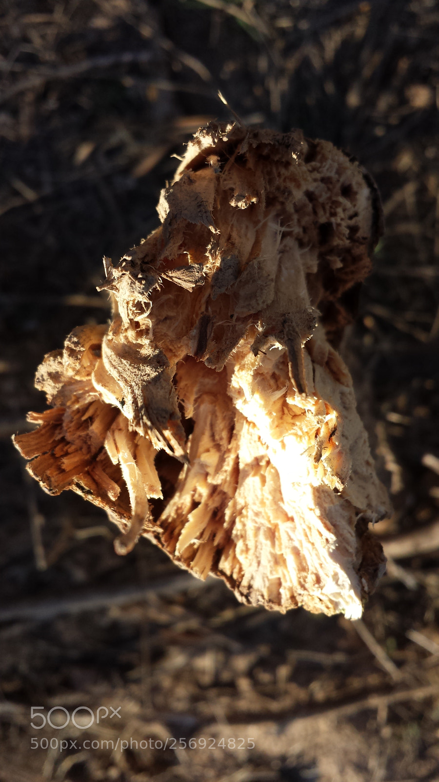 Samsung Galaxy S4 sample photo. Untitled photography