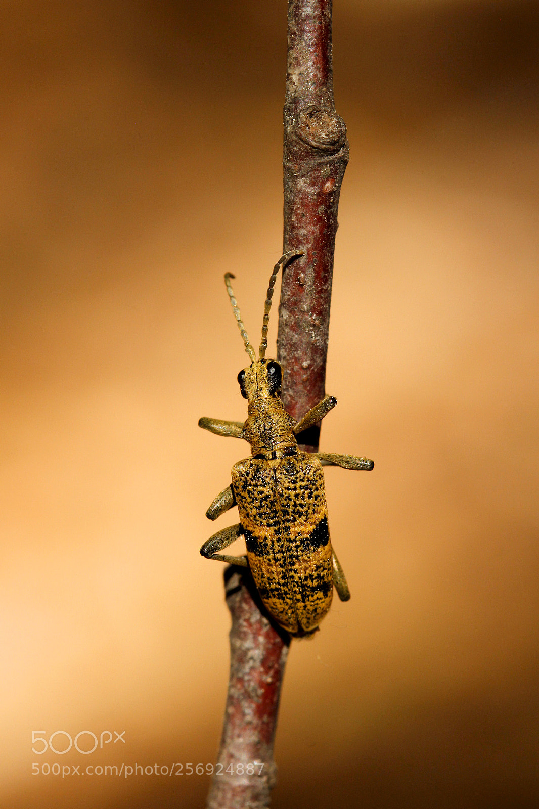 Canon EOS 60D sample photo. Rhagium mordax photography
