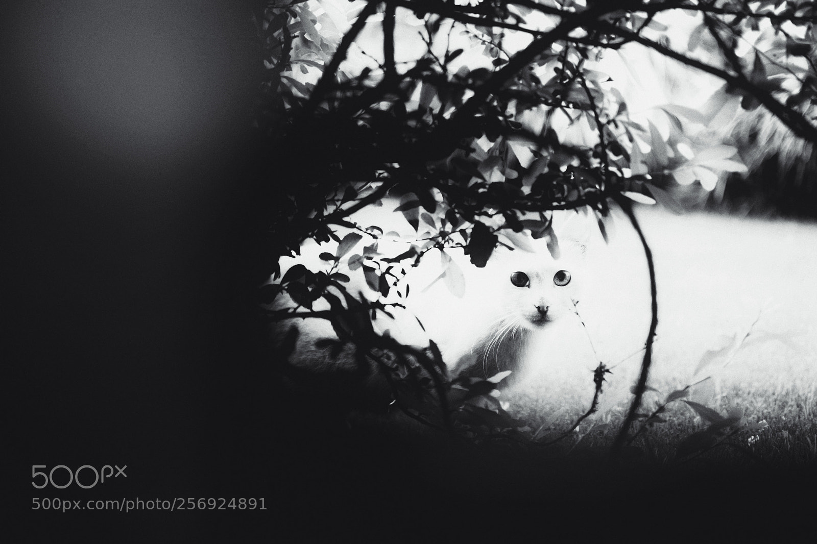 Nikon D7100 sample photo. Untitled photography