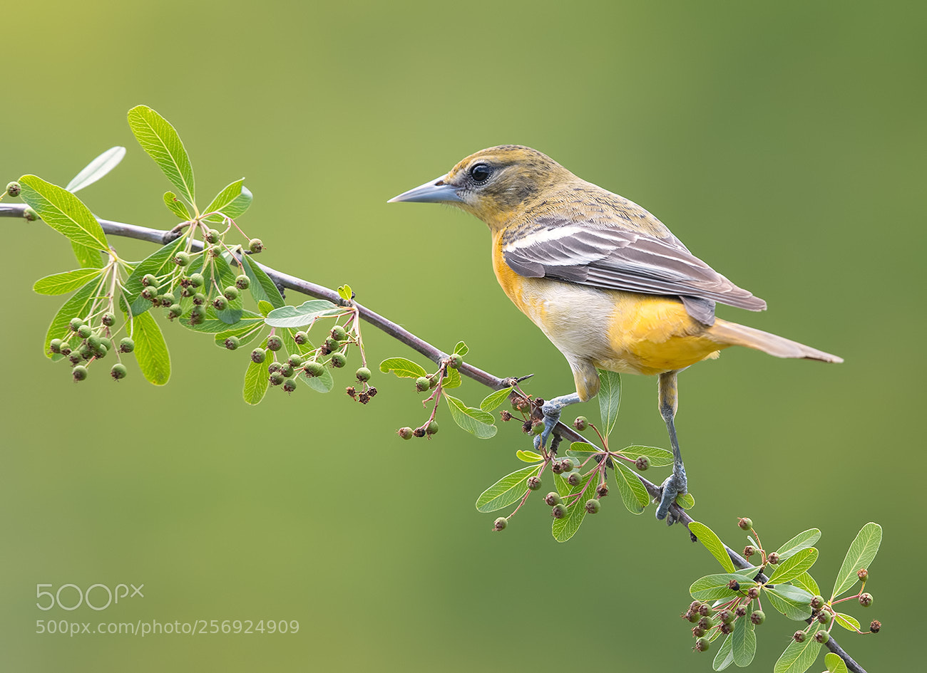 Canon EOS-1D X Mark II sample photo. Baltimore oriole female photography