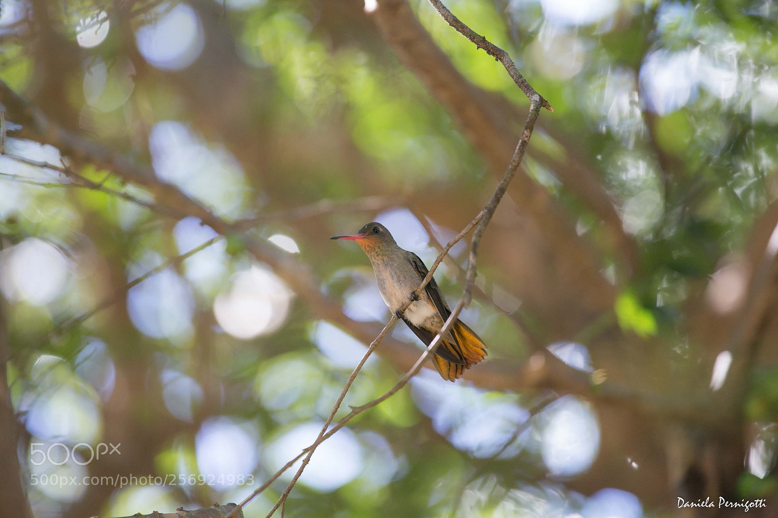 Canon EOS 6D sample photo. Img photography
