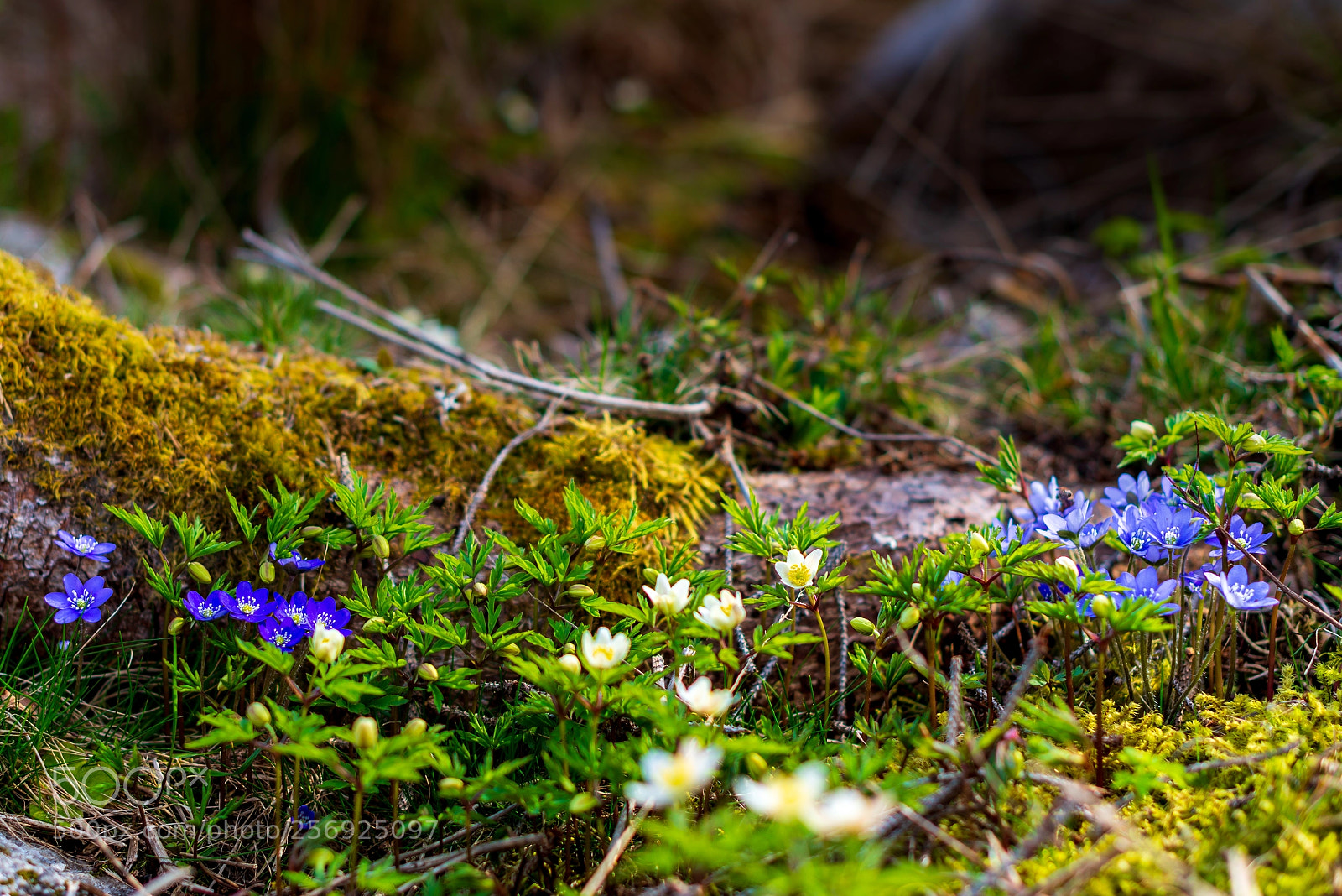 Nikon D800 sample photo. Spring has arrived photography