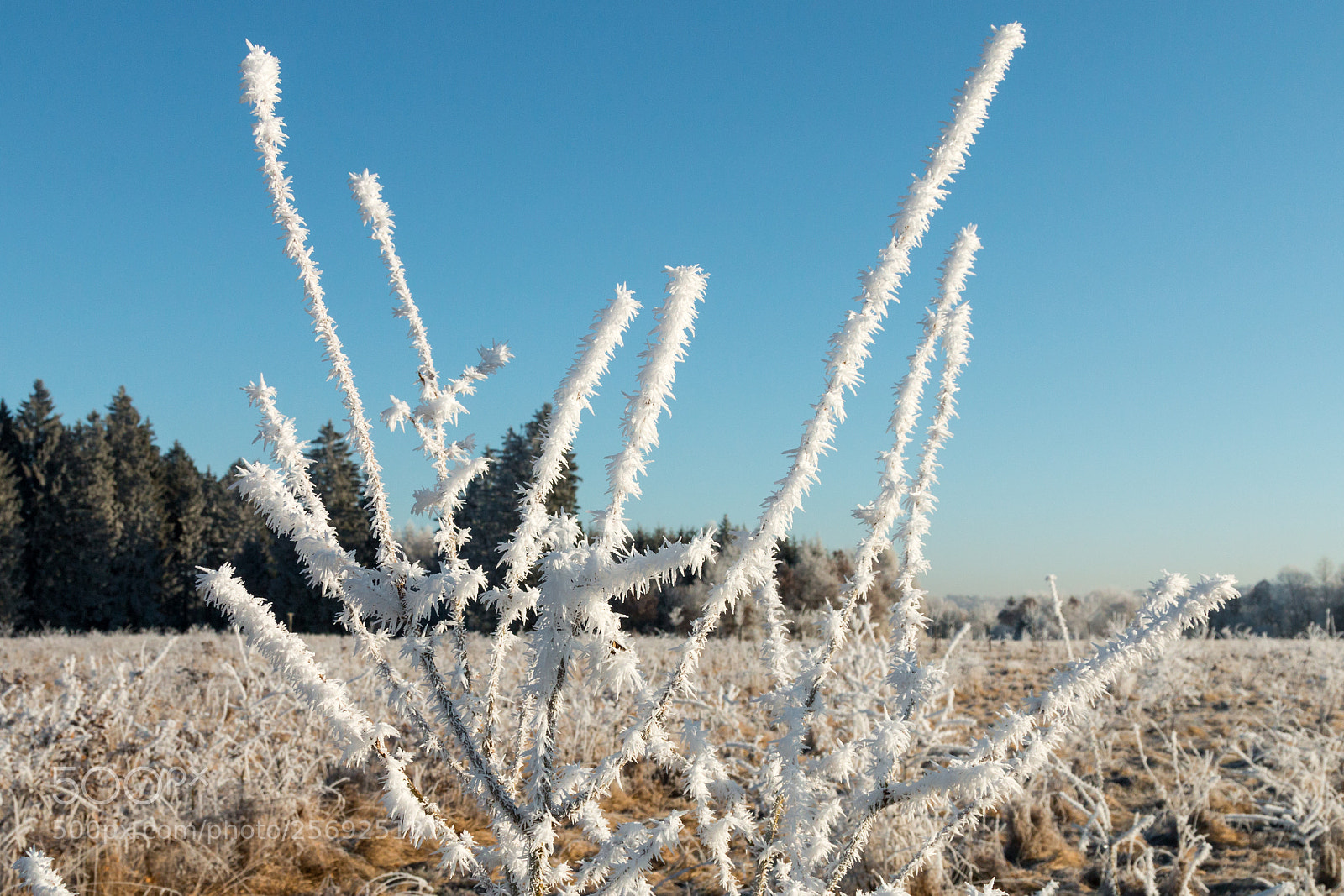 Canon EOS 70D sample photo. Frost photography