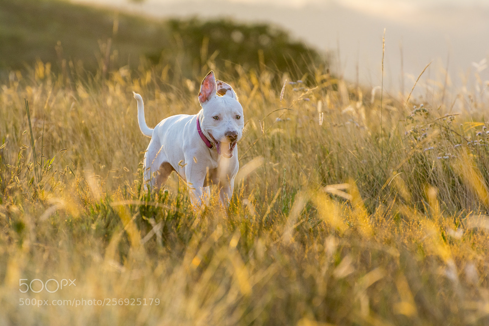 Nikon D7100 sample photo. Maggie photography