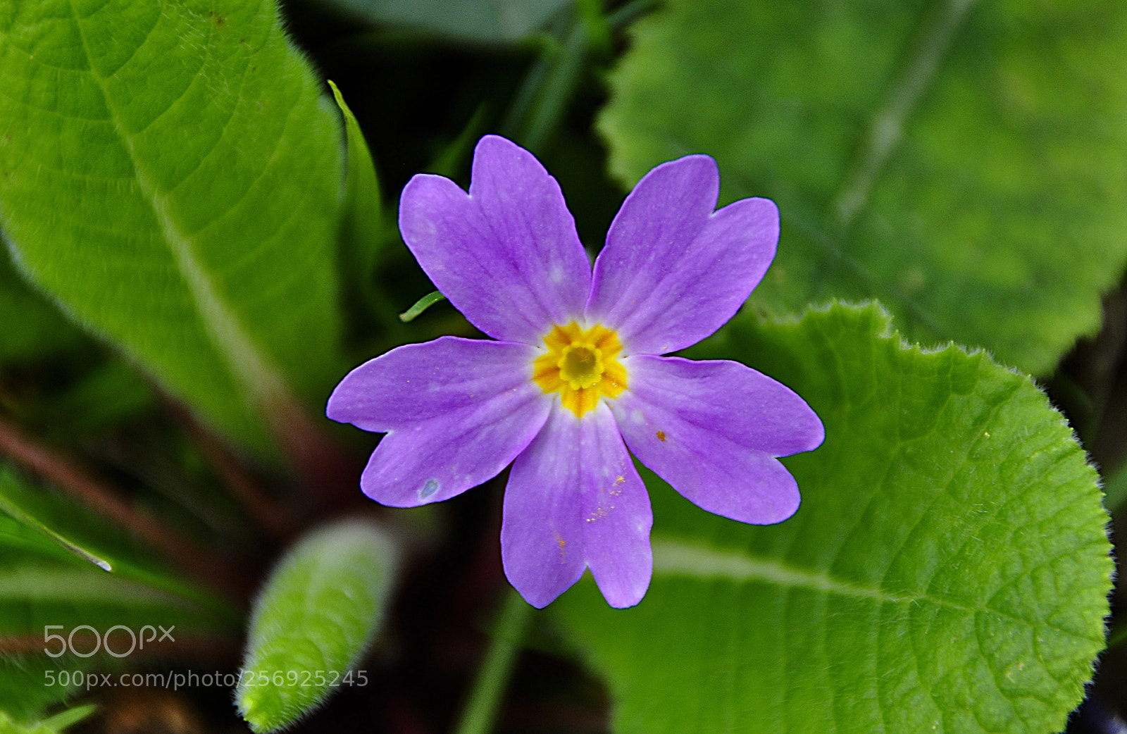 Nikon D5000 sample photo. K r i e photography