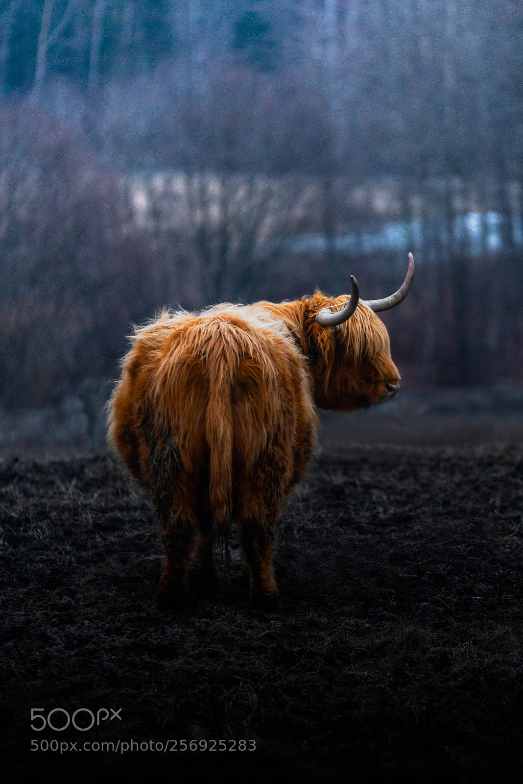 Nikon D610 sample photo. Highlandcow photography