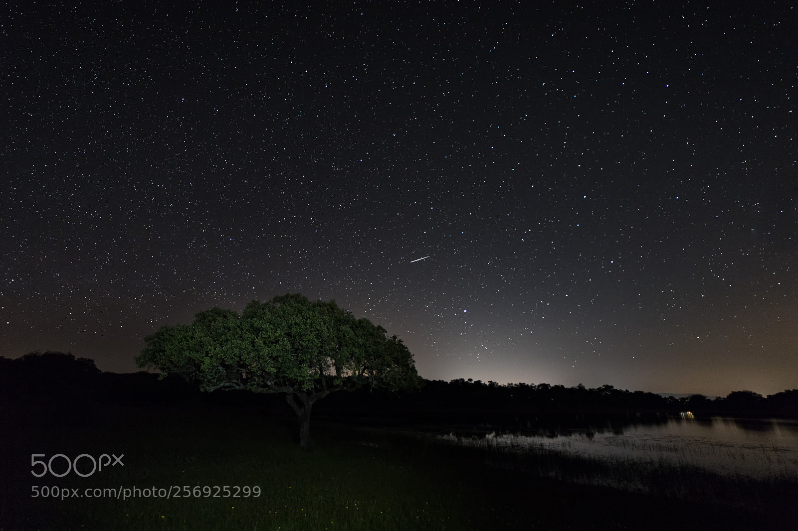 Canon EOS 6D Mark II sample photo. Noche en la dehesa photography