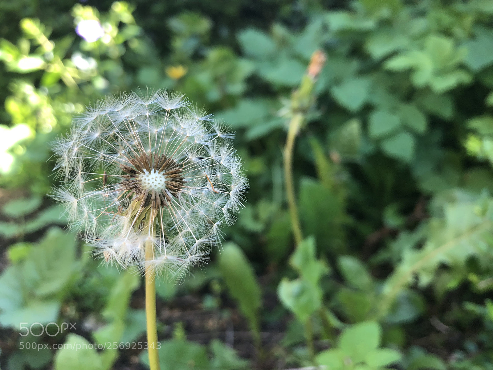 Apple iPhone X sample photo. In the garden photography