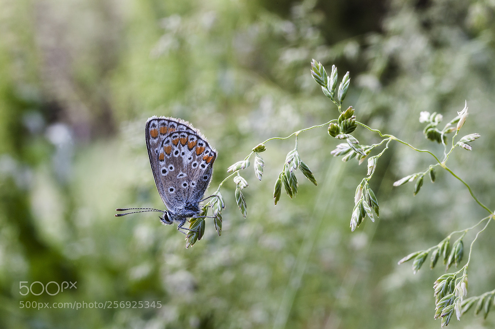 Canon EOS 5D Mark II sample photo. Spring moment photography