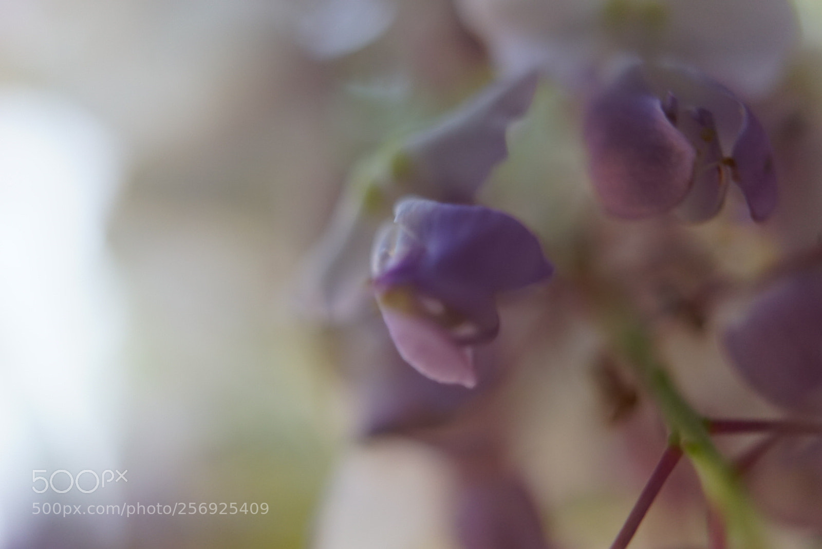 Sony a7 sample photo. Untitled photography