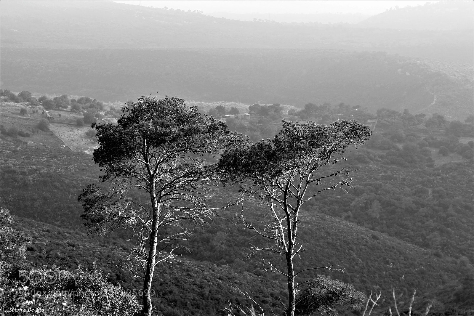 Canon EOS 700D (EOS Rebel T5i / EOS Kiss X7i) sample photo. Pine tree photography