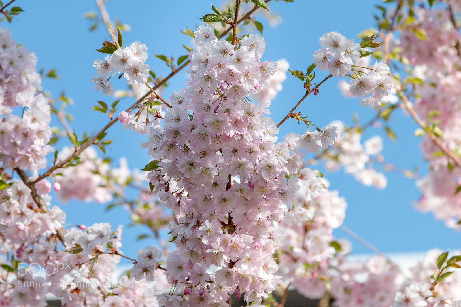 Canon EOS 70D sample photo. Spring photography