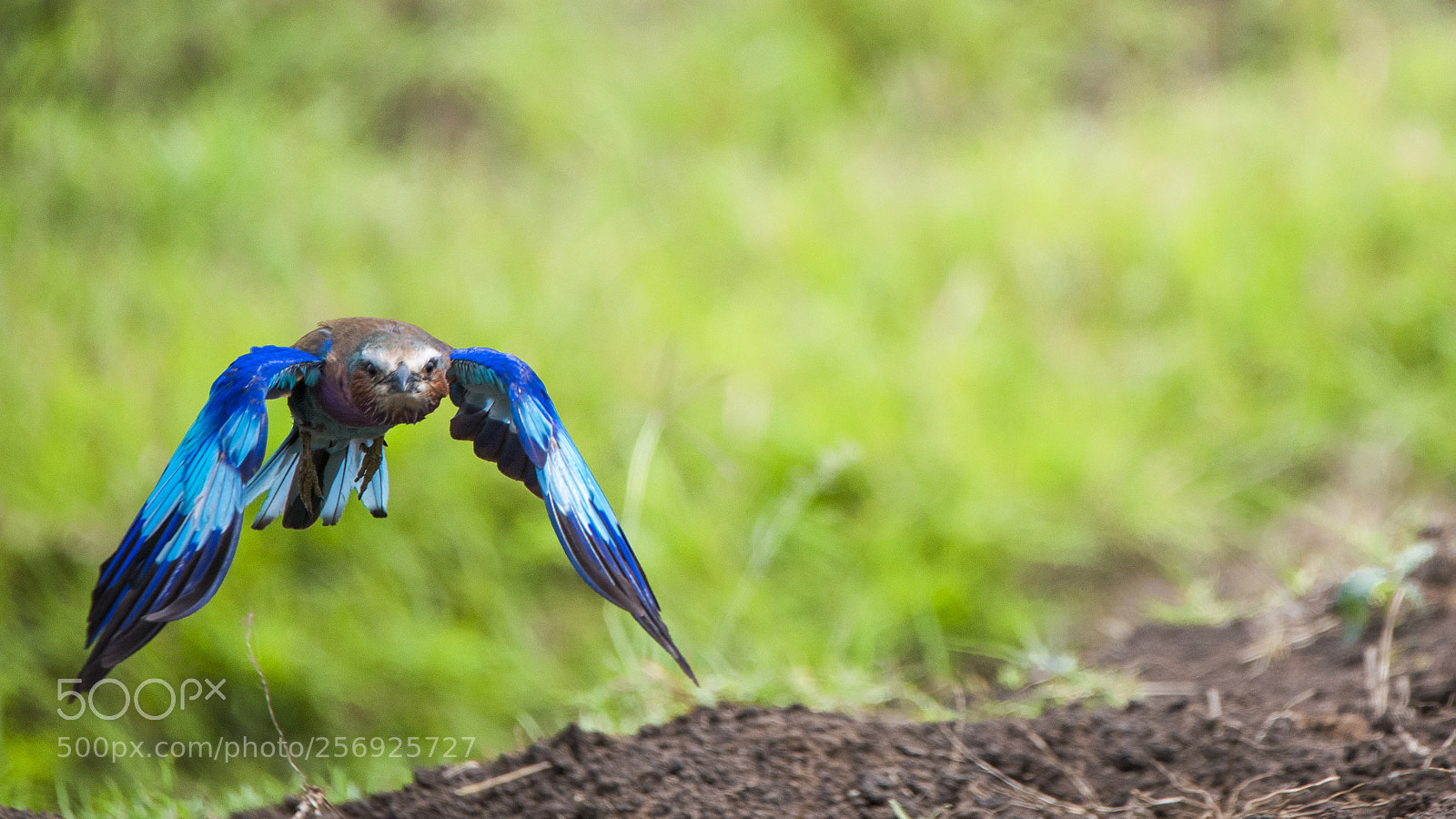 Nikon D750 sample photo. Lilac-breasted roller bird photography