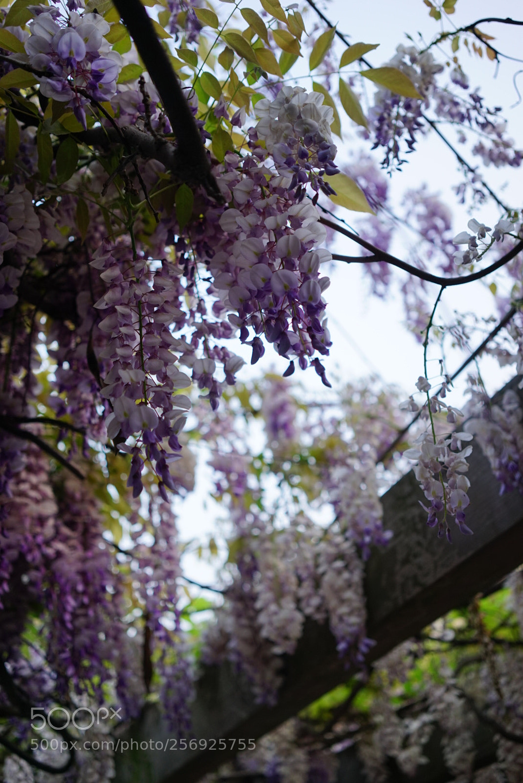 Sony a7 sample photo. Untitled photography