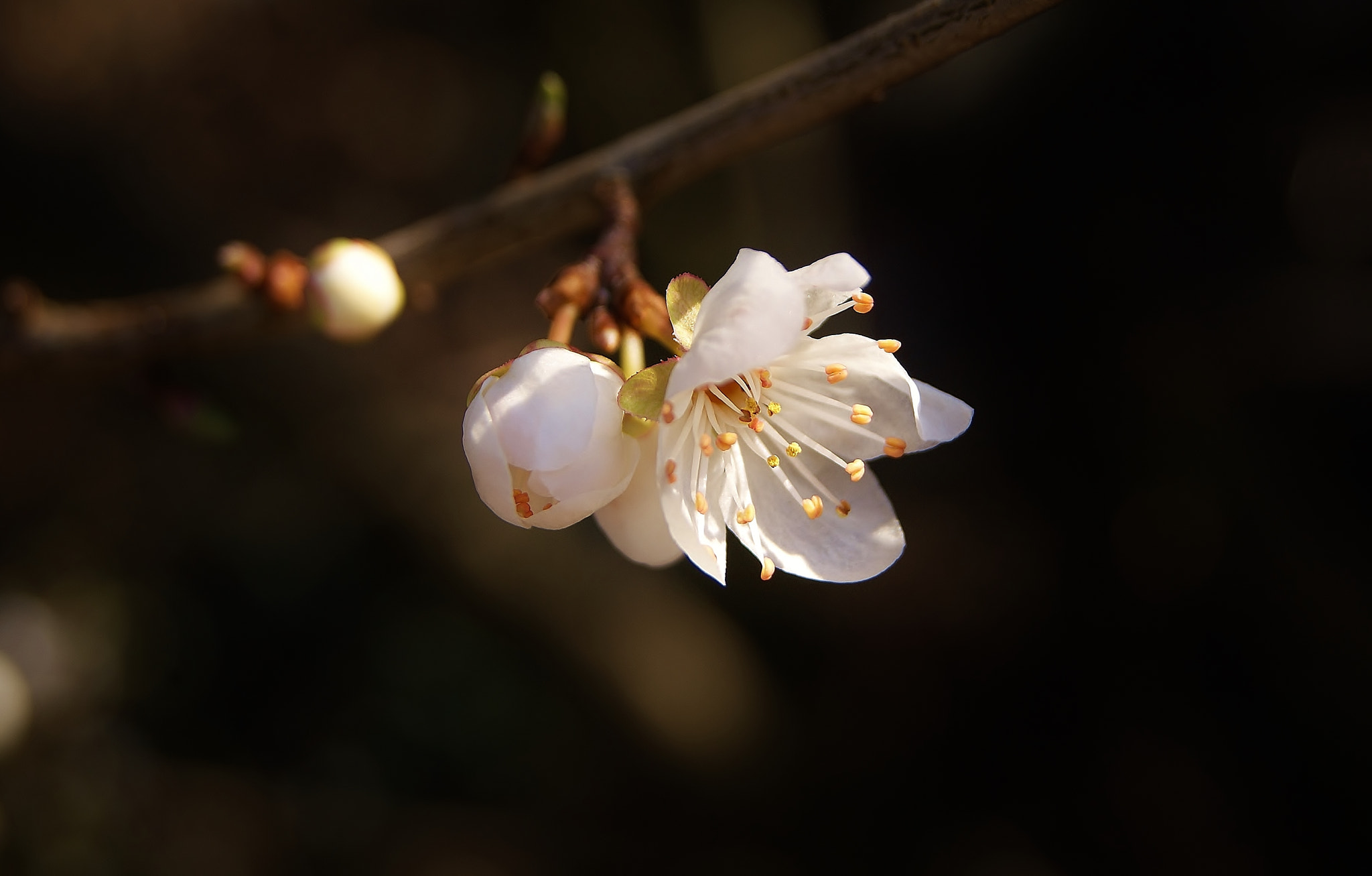 Sony Alpha DSLR-A380 sample photo. White plum blossom memory .... photography