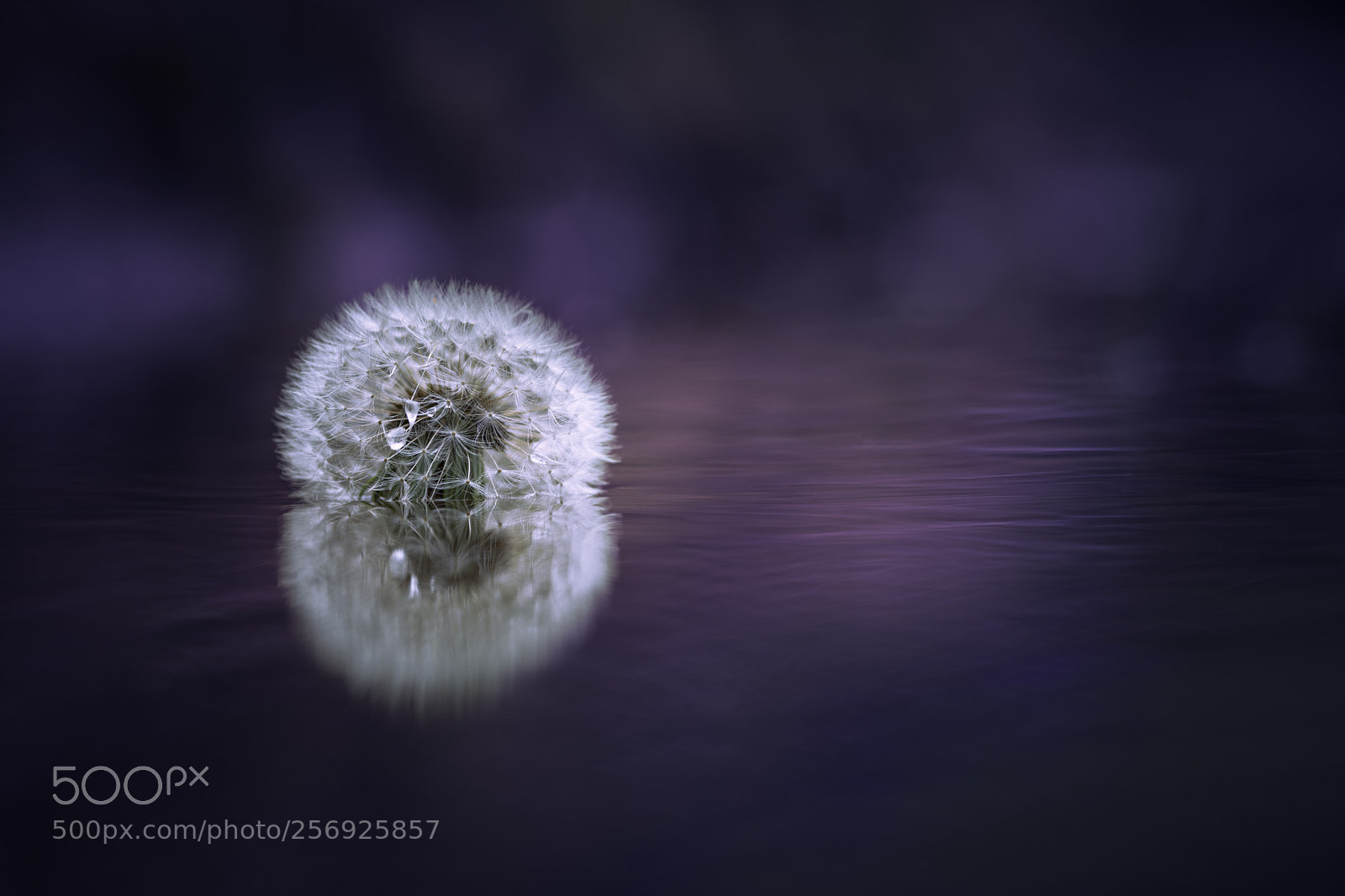 Nikon D7200 sample photo. Overwater photography