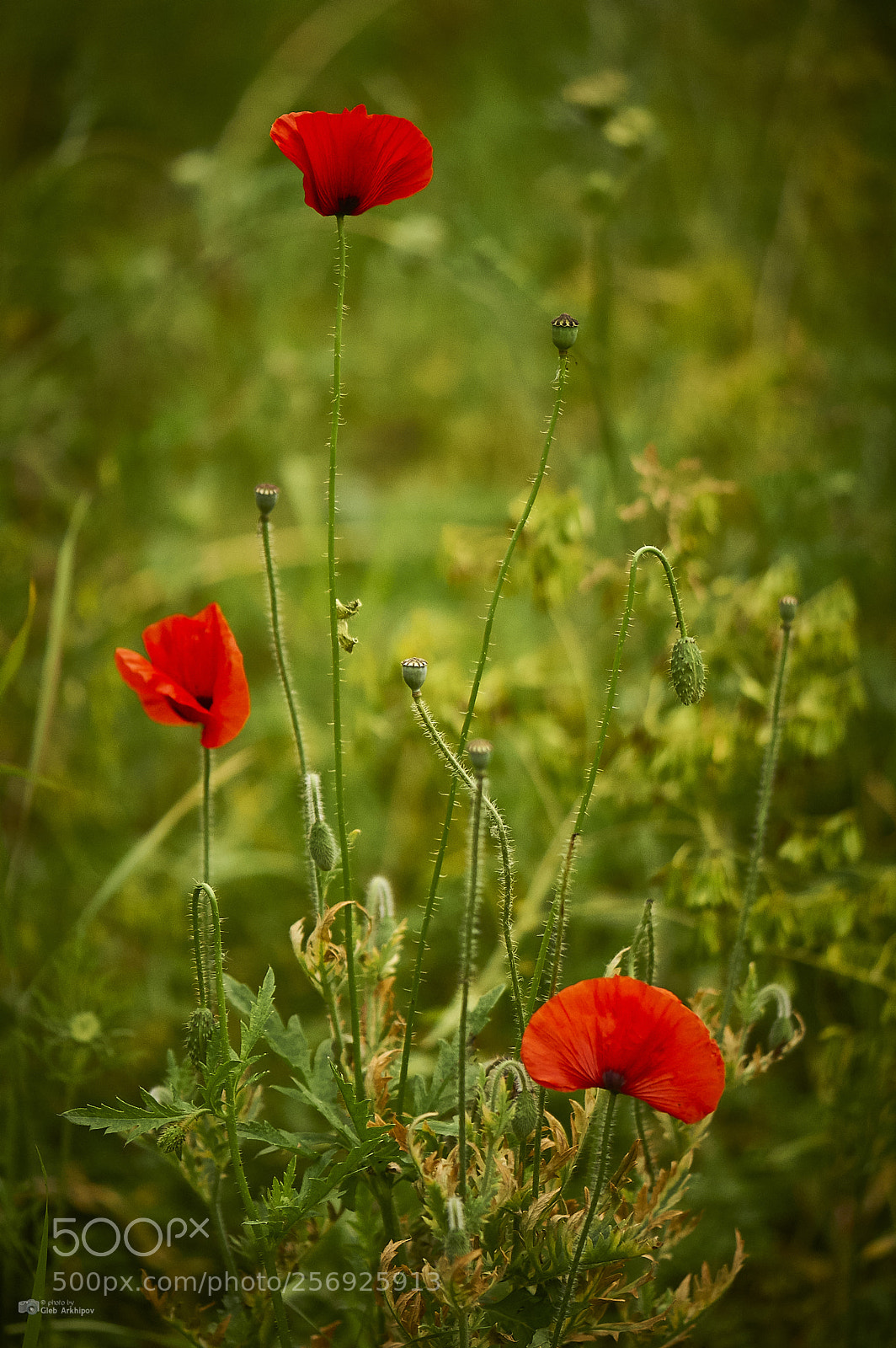 Nikon D700 sample photo. Red poppy photography