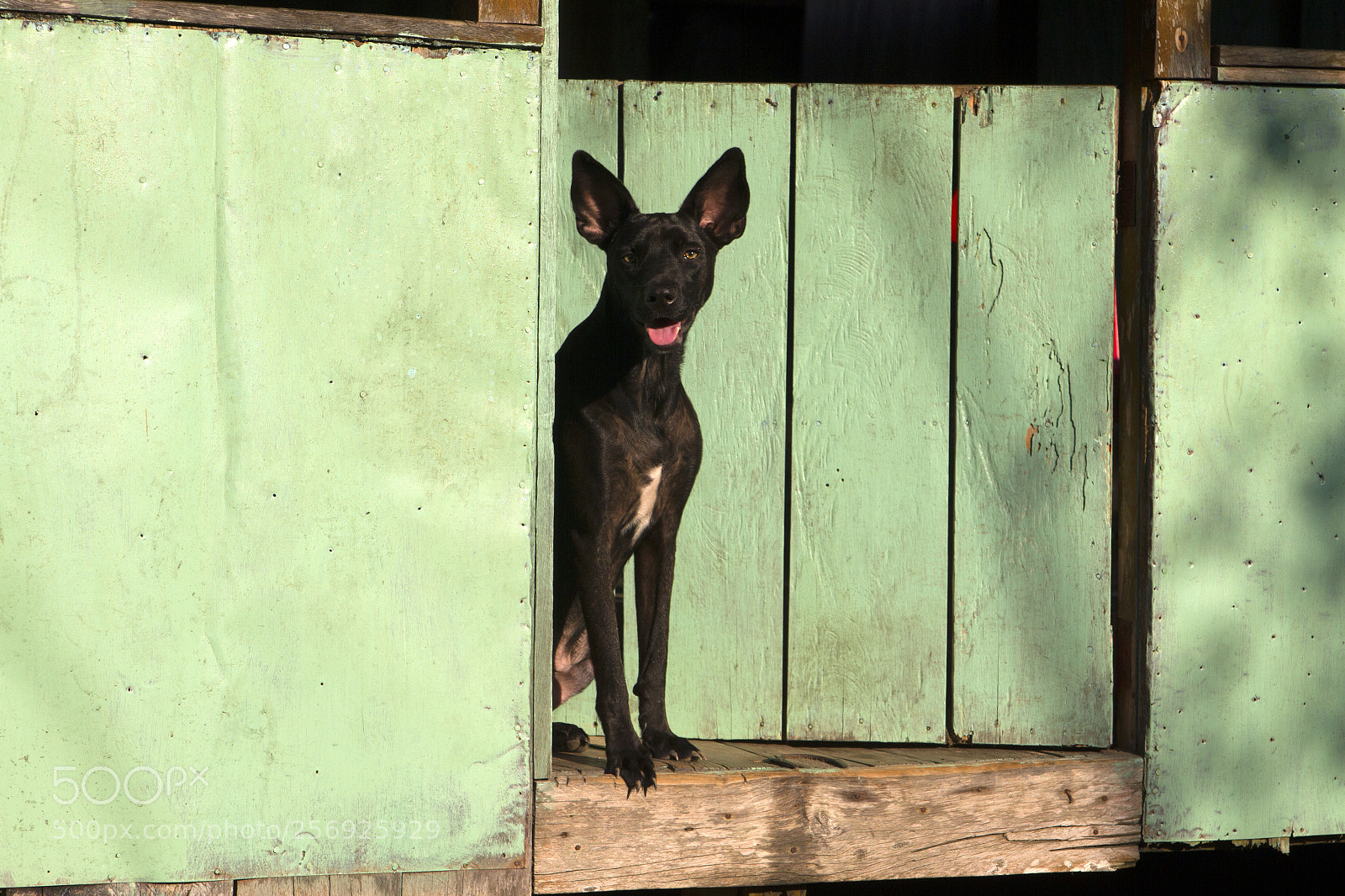 Canon EOS 7D sample photo. Bao photography