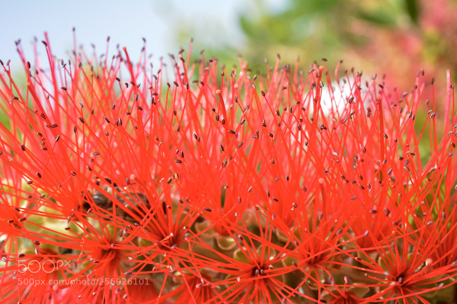 Nikon D7100 sample photo. Look closer, there s photography