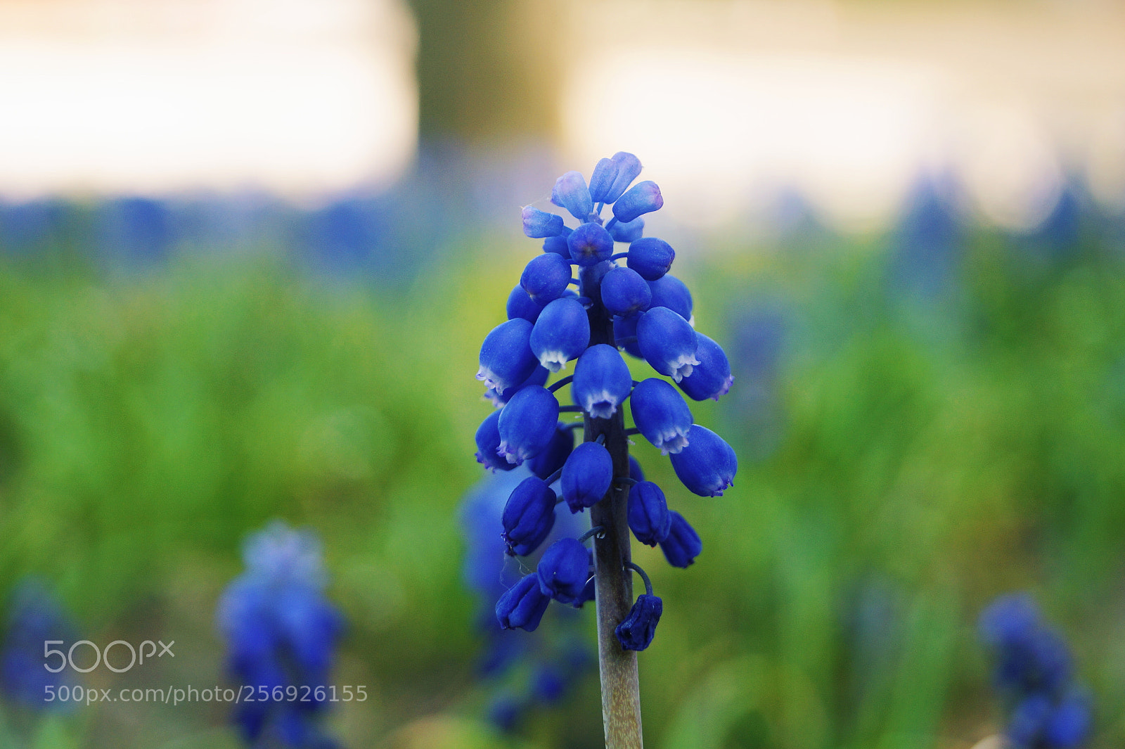 Sony SLT-A58 sample photo. Blue flower photography