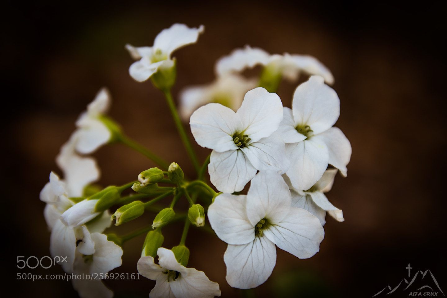Canon EOS 80D sample photo. Flower power photography