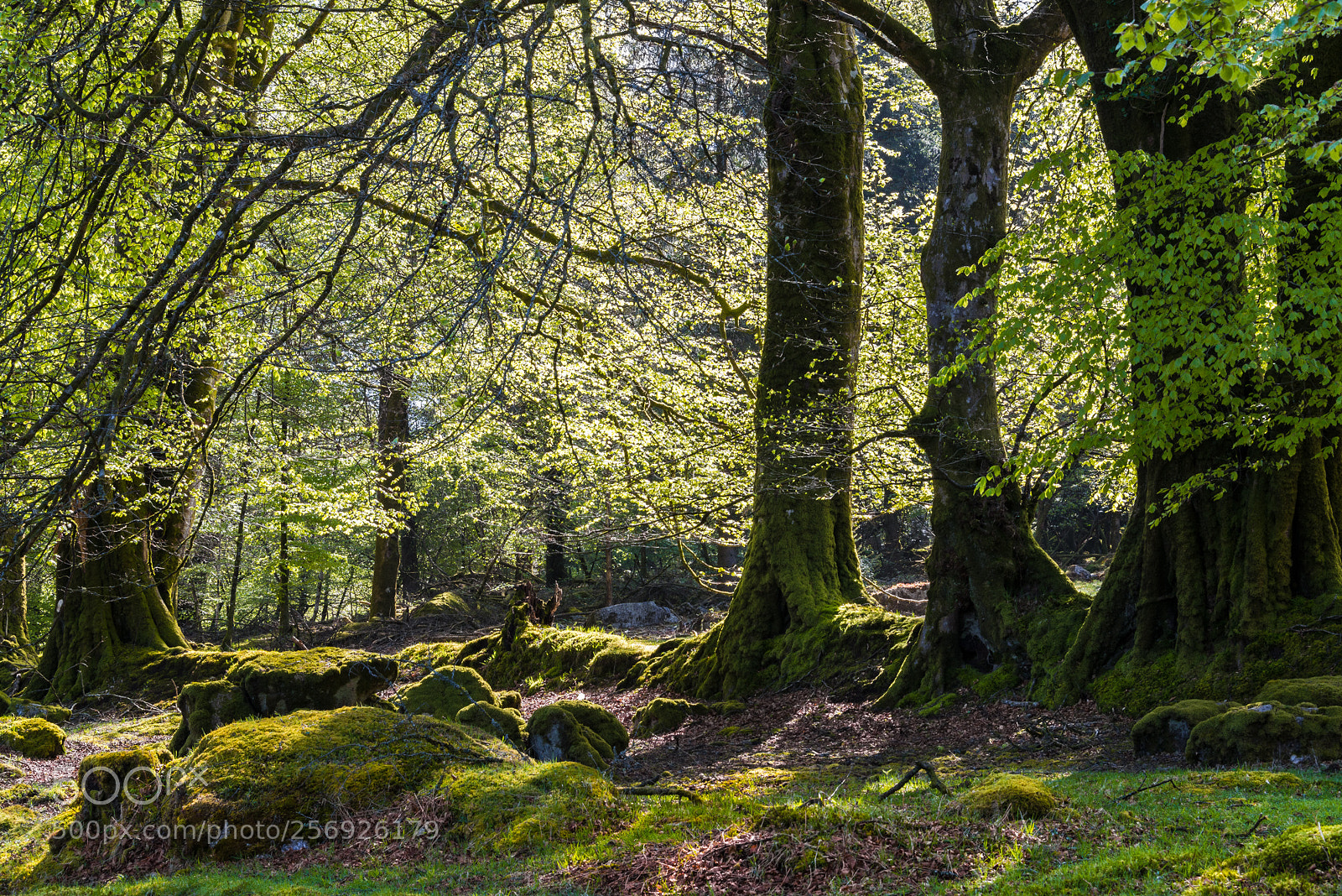 Nikon D610 sample photo. Woodland in spring photography