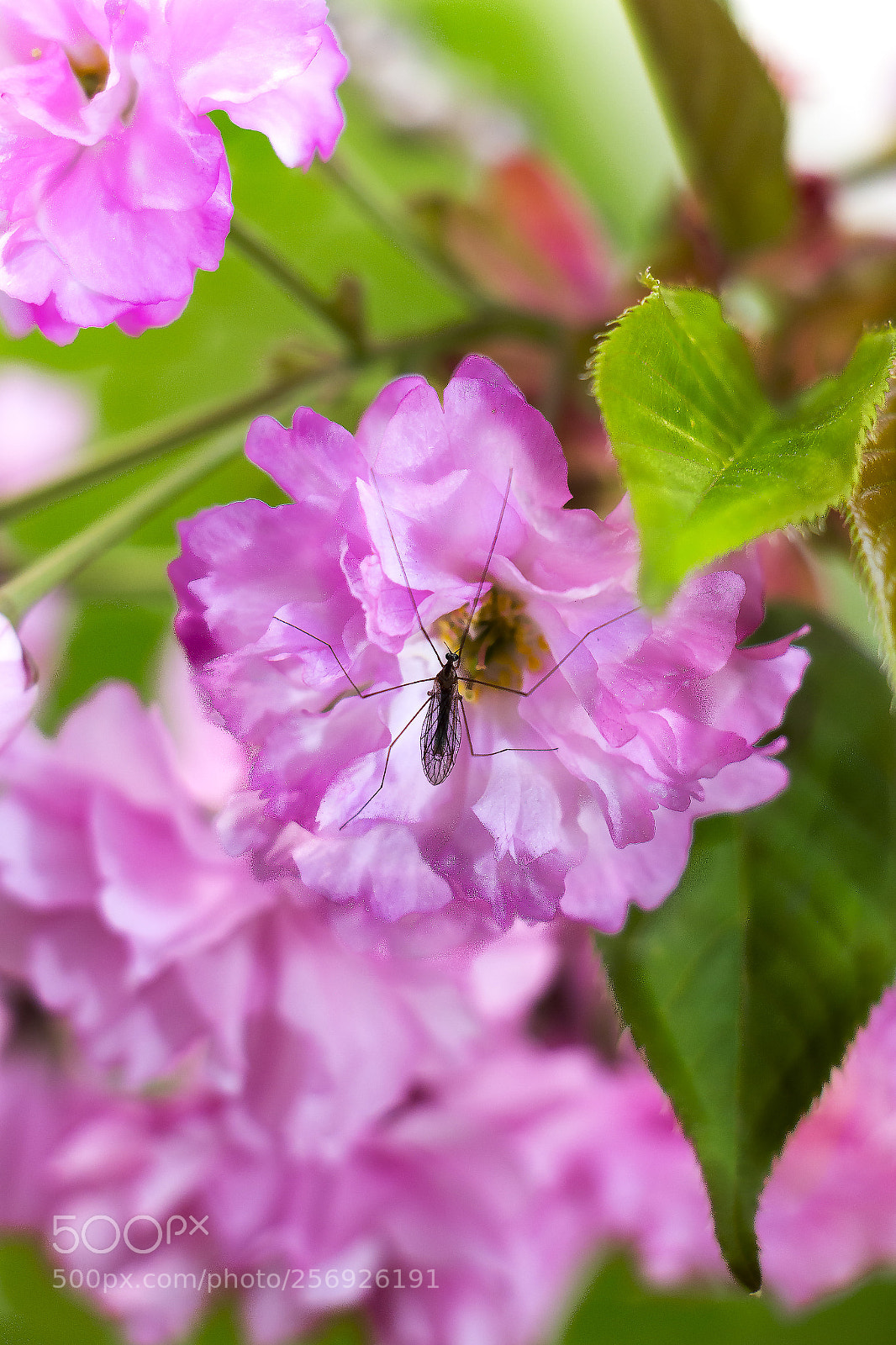 Canon EOS 70D sample photo. Home sweet home photography