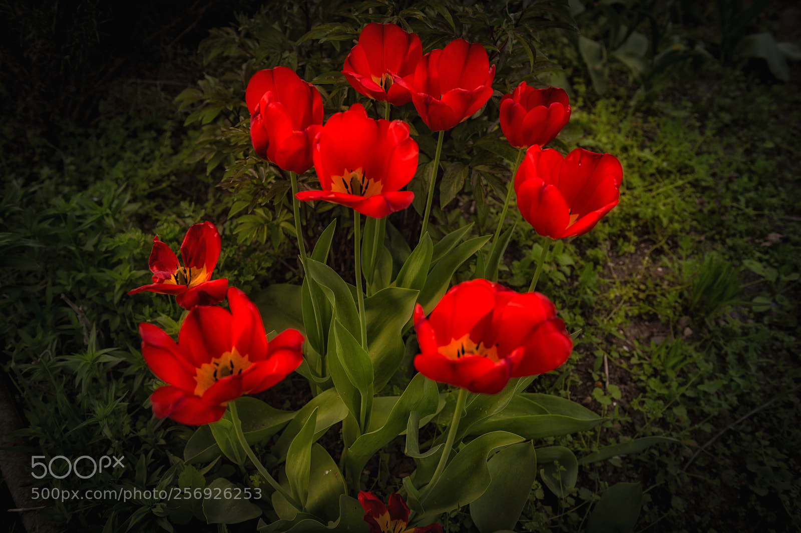 Nikon D4 sample photo. A bunch of tulips photography