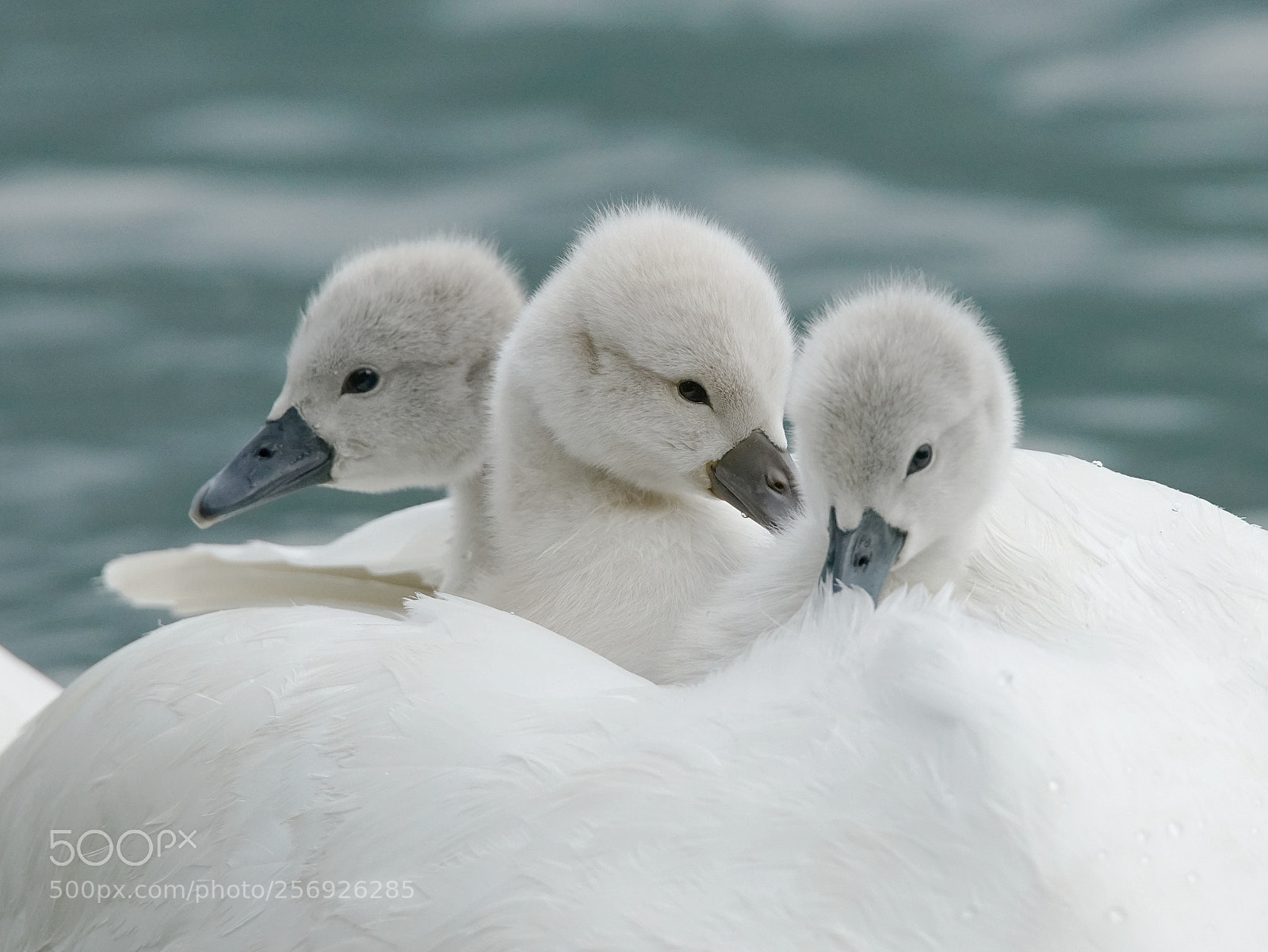 Sony a7R II sample photo. Swans in como lake photography